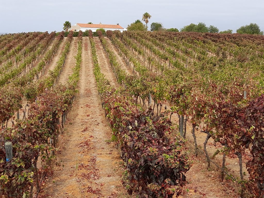 Adega do Cantor vineyard